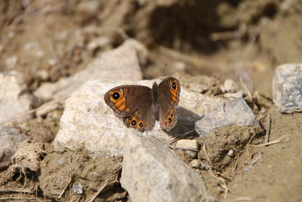 Restor Natura Malga Mondent Hotel Pracorno di Rabbi Kültér fotó